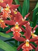 ODONTOGLOSSUM BURRAGERS LIVING FIRE BURNING EMBERS,  ORCHID
