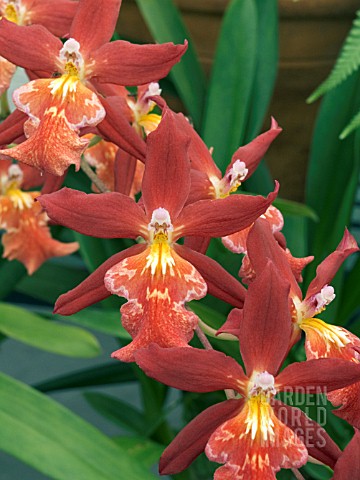 ODONTOGLOSSUM_BURRAGERS_LIVING_FIRE_BURNING_EMBERS__ORCHID