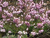 ERICA DARLEYENSIS FURZEY