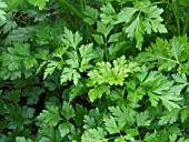 PETROSELINIUM CRISPUM,  FLAT LEAVED FRENCH PARSLEY