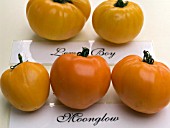 LYCOPERSICON ESCULENTUM,  TOMATO VARIETIES MOONGLOW & LEMON BOY