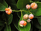 EUONYMUS JAPONICUS (FRUIT)