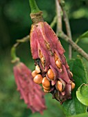 MAGNOLIA WILSONII,   SEED PODS