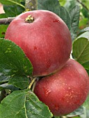 MALUS RED DEVIL,  EATING APPLE