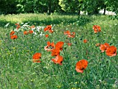 PAPAVER ORIENTALIS IN WILD MEADOW