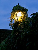 PARTHENOCISSUS TRICUSPIDATA,  BOSTON IVY GROWING OVER LAMP