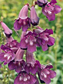 PENSTEMON RAVEN