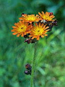 PILOSELLA AURANTIACA,  ORANGE HAWKWEED,  NATIVE PERENNIAL