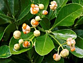 EUONYMUS JAPONICUS (FRUIT)