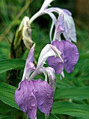 ROSCOEA PURPUREA