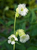 SILENE FIMBRIATA