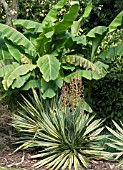 YUCCA & MUSA,  BANANA,  PLANT ASSOCIATION