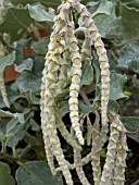 GARRYA ELLIPTICA