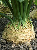 APIUM GRAVEOLENS VAR. RAPACEUM MONARCH,  CELERIAC