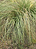 CAREX FROSTY CURLS