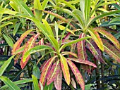 EUPHORBIA MELLIFERA,  AUTUMN COLOUR