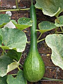 LAGENARIA DRIPPER,  BOTTLE GOURD