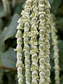 GARRYA ELLIPTICA