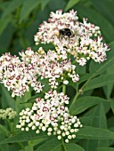 SAMBUCUS EBULUS,  HARDY SHRUB