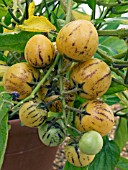 SOLANUM MUCRONATUM,  TENDER ANNUAL VEGETABLE