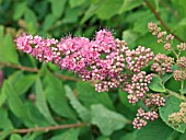 SPIRAEA BILLIARDII