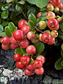 VACCINIUM VITIS IDAEA,  COWBERRY,  NATIVE SHRUB