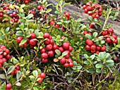 VACCINIUM VITIS IDAEA,  COWBERRY,  NATIVE SHRUB