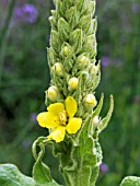 VERBASCUM THAPSUS,  COMMON MULLEIN