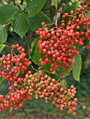 VIBURNUM BETULIFOLIUM