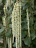 GARRYA ELLIPTICA