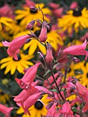 PENSTEMON FIREBIRD