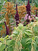 AMARANTHUS CAUDATUS FAT SPIKE & AMARANTHUS CAUDATUS HOT BISCUIT