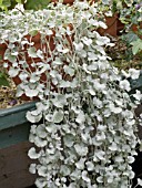 DICHONDRA SILVER FALLS,  GREENHOUSE TRAILING PLANT