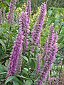 ELSHOLTZIA STAUNTONII