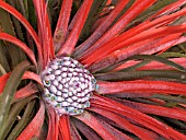 FASCICULARIA BICOLOR,   PERENNIAL BROMELIAD