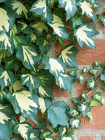 HEDERA_GOLDHEART__VARIEGATED_IVY