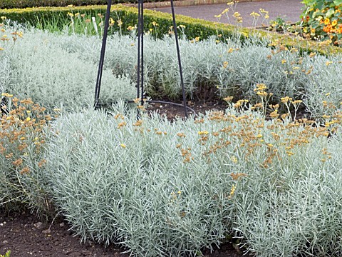 HELICHRYSUM_ANGUSTIFOLIUM__SANTOLINA_INCANA__CURRY_PLANT__INDIAN_COTTON__PERENNIAL_HERB_AS_DIVIDING_