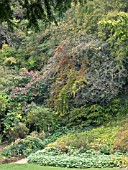 HIGHDOWN GARDENS,  LIMESTONE QUARRY WALLS NOW COVERED IN VEGETATION