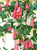 LAPAGERIA ROSEA,  TENDER CLIMBER