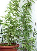 LYGODIUM JAPONICUM,  CLIMBING FERN,  TENDER GREENHOUSE PLANT