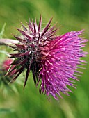 CARDUUS NUTANS,  MUSK THISTLE