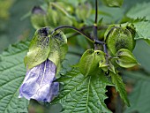 NICANDRA PHYSALODES,  SHOO FLY PLANT