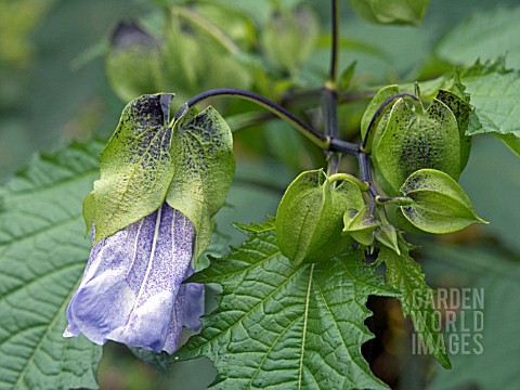 NICANDRA_PHYSALODES__SHOO_FLY_PLANT