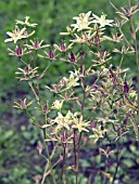 ZIGADENUS ELEGANS