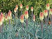 KNIPHOFIA CAULESCENS,  RED HOT POKER