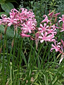 NERINE BOWDENII