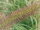 PENNISETUM ALOPECUROIDES HAMELN