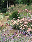 PEROVSKIA,  SEDUM,  ECHIUM & MISCANTHUS,  WEST DEAN GARDENS,  AUTUMN