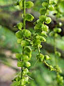 PTEROCARYA FRAXINIFOLIA,  CAUCASIAN WINGNUT