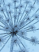 HERACLEUM SPHONDYLUM WITH FROST (HOG WEED)